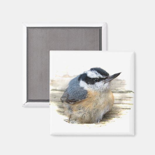 Rothatch Magnet (Vorderseite/Rückseite)