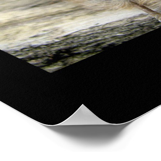 Rothatch Poster (Ecke)