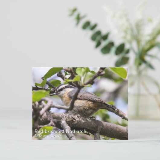 Rothatch Postkarte (Stehend Vorderseite)