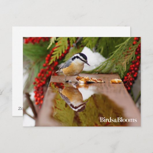 Rothatch Postkarte (Vorne/Hinten)