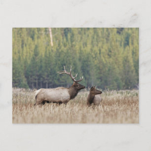 Rothirsch auf einer Wiese Yellowstone-Nationalpa Postkarte