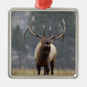 Rothirsch röhrt, Yellowstone NP, Wyoming 2 Ornament Aus Metall