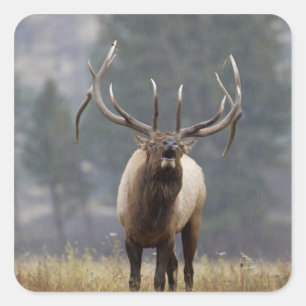 Rothirsch röhrt, Yellowstone NP, Wyoming 2 Quadratischer Aufkleber