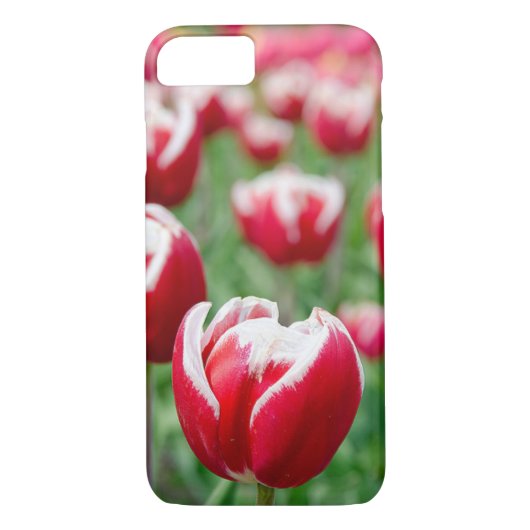 Rotholländische Tulpen Case-Mate iPhone Hülle (Rückseite)