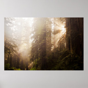 Rotholz-Bäume in Morgennebel mit Sonnenstrahlen Poster