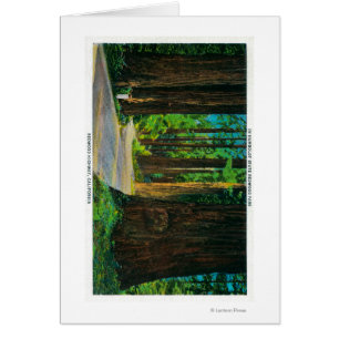 Rotholz-Landstraße im Humboldt-Staats-Rotholz-Park