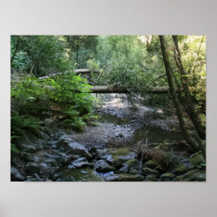 "Rotholz-Nebenfluss", Muir Holz Poster