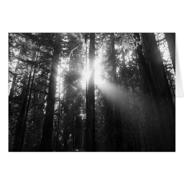 Rotholz-Wald (Vorderseite (Horizontal))