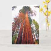 Rotholz-Wald - löschen Sie innere Gruß-Karte Karte (Gelbe Blume)