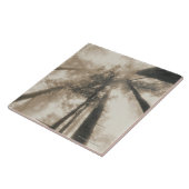 Rotholz-Wald, Nordkalifornien Fliese (Seite)