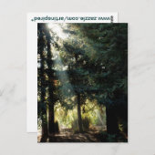 Rotholzbäume am Morgen Postkarte (Vorne/Hinten)