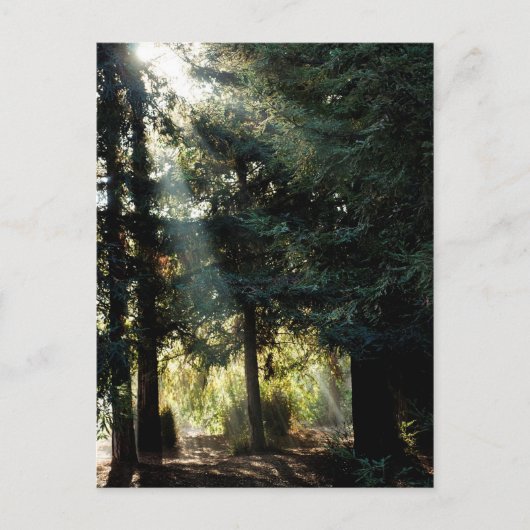 Rotholzbäume am Morgen Postkarte (Vorderseite)