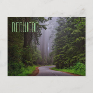 Rotholzbäume, Nationalparks Redwood/Staat Postkarte