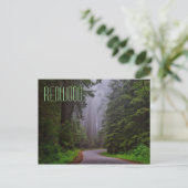 Rotholzbäume, Nationalparks Redwood/Staat Postkarte (Stehend Vorderseite)