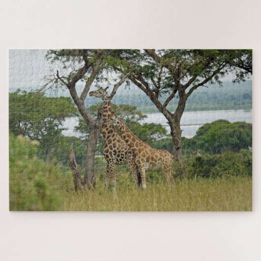 Rothschild-Giraffen Uganda. Puzzle (Horizontal)