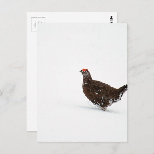 Rothühner Postkarte (Vorne/Hinten)