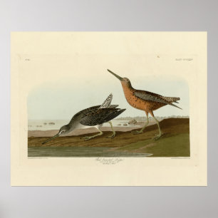 Rothühner Snipe aus Audubons Vögeln in Amerika Poster