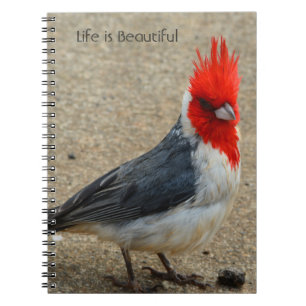 Rotkappen-Kardinal Kauai (meine Fotografie) Notizblock
