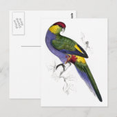 Rotkapper Parrakeet (männlich) von Edward Lear Postkarte (Vorne/Hinten)