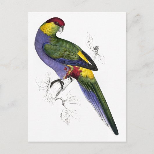 Rotkapper Parrakeet (männlich) von Edward Lear Postkarte (Vorderseite)