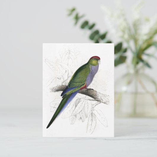 Rotkapper Parrakeet (Weiblich) von Edward Lear Postkarte (Stehend Vorderseite)