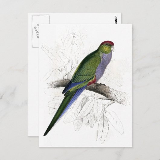 Rotkapper Parrakeet (Weiblich) von Edward Lear Postkarte (Vorne/Hinten)