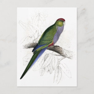 Rotkapper Parrakeet (Weiblich) von Edward Lear Postkarte
