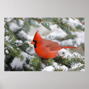 Rotkardinal in Balsam-Tanne im Winter Poster