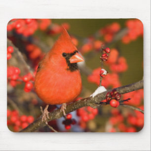 Rotkardinal in Gewöhnlicher Winterbeere Mousepad