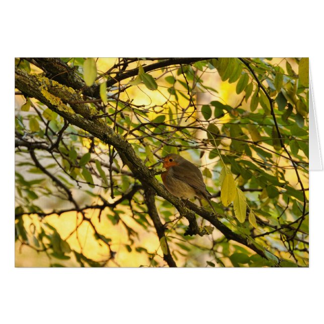 Rotkehlchen (Vorderseite (Horizontal))