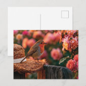 Rotkehlchen auf Strohhut im Rosengarten Postkarte (Vorne/Hinten)