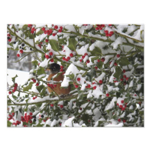 Rotkehlchen, das sich nach Schneefall in einer Ste Fotodruck