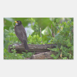 Rotkehlchen-Foto-Aufkleber Rechteckiger Aufkleber