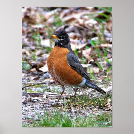 Rotkehlchen Foto Poster (Vorne)