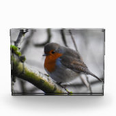Rotkehlchen  fotoblock (Vorderseite)