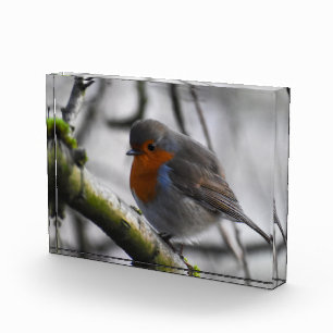 Rotkehlchen fotoblock