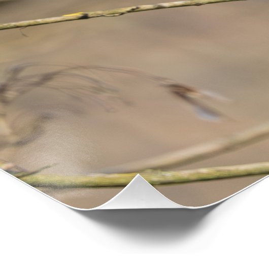 Rotkehlchen, goldenes Licht Poster (Ecke)