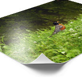 Rotkehlchen im Gras Fotodruck (Ecke)