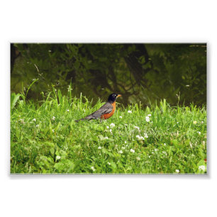Rotkehlchen im Gras Fotodruck