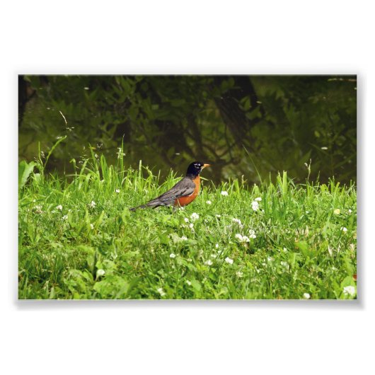 Rotkehlchen im Gras Fotodruck (Vorne)