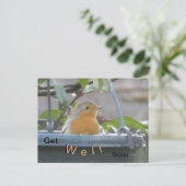 Rotkehlchen im Pflanzkübel Gute Besserung Postkart Postkarte (Stehend Vorderseite)