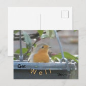 Rotkehlchen im Pflanzkübel Gute Besserung Postkart Postkarte (Vorne/Hinten)