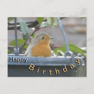 Rotkehlchen im Pflanzkübel Happy Birthday Postkart Postkarte