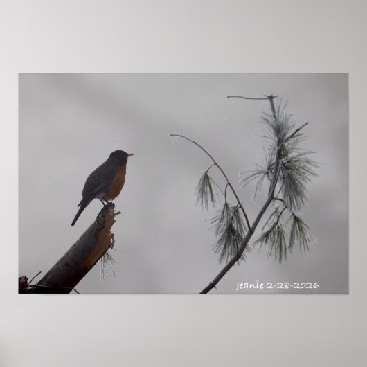 Rotkehlchen im Winter Poster (Vorne)