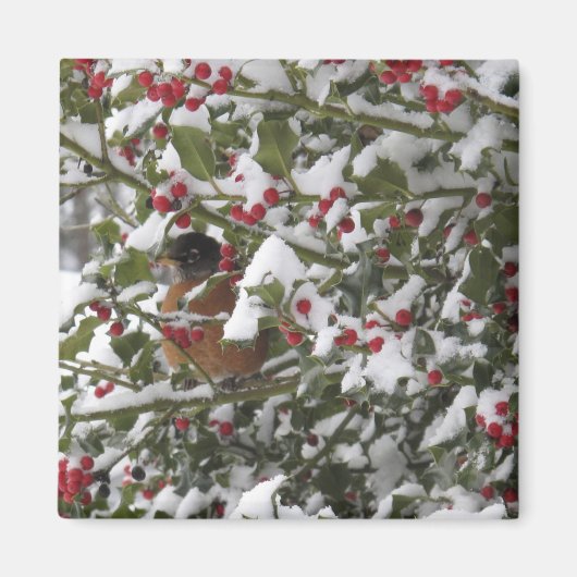 Rotkehlchen in einem heiligen Baum nach einem Schn Magnet (Vorne)