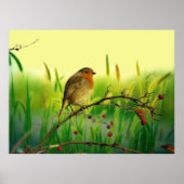 Rotkehlchen Poster (Vorne)