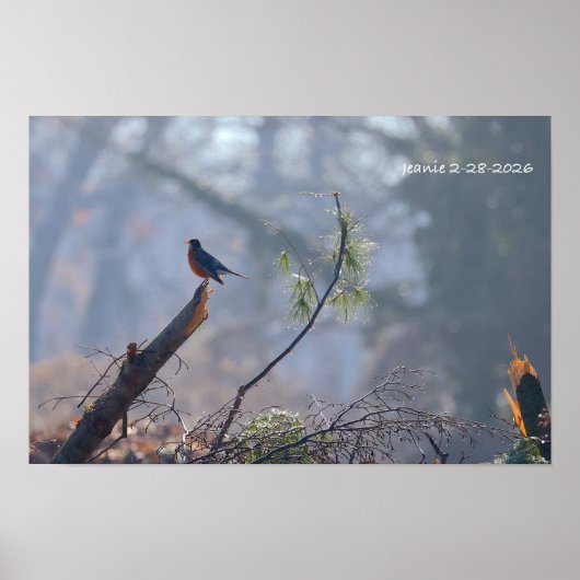 Rotkehlchen Poster (Vorne)