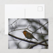 Rotkehlchen  postkarte (Vorne/Hinten)