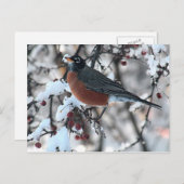 Rotkehlchen Postkarte (Vorne/Hinten)