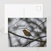 Rotkehlchen  postkarte (Vorne/Hinten)